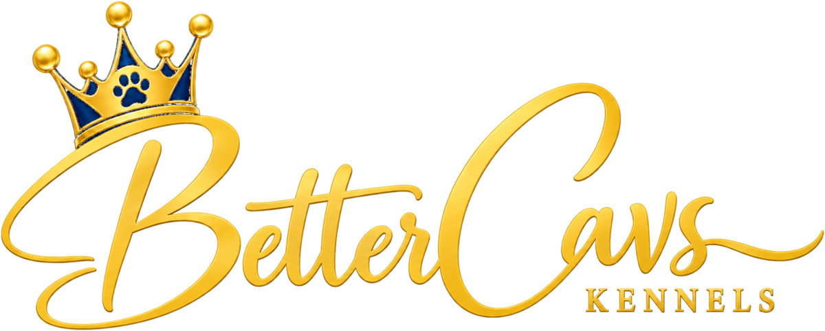 Better Cavs | Cavalier King Charles Spaniel Breeder NZ